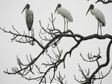 Three Wood Storks Roost in a Dead Tree
