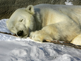Buy A Polar Bear Sleeps on a Bed of Snow at the Cleveland Metroparks Zoo at AllPosters.com