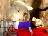 Tomy, a White Tiger and a Notorious Inhabitant of the Buenos Aires Zoo, Tries to Open a Present