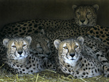 Four Cheetahs Snuggle Together on a Frigid Afternoon