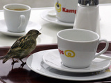 A Sparrow Trips Over a Tray