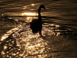 A Swan Swims at a Lake at Shanghai Zoo