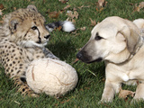 Bravo, a 7-Month-Old Male Cheetah Cub