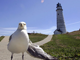 Larry, a Seagull