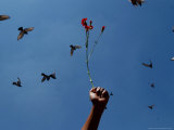 Buy A Protester Holds a Flower During a Protest at AllPosters.com