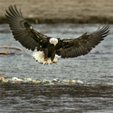 A Bald Eagle Swoops Down for a Landing While Looking for Fish