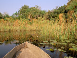 Mokoro through Reeds and Papyrus, Okavango Delta, Botswana