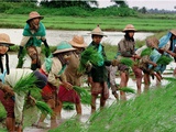 Burmese Women Plant Rice at the Beginning of the Monsoon Season