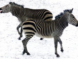Two Zebras Frolick