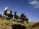 Horses and Donkeys Trample on a Crop of Fava Beans