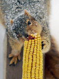 A Snow Dusted Fox Squirrel Chows Down on an Ear of Corn