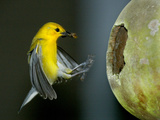 A Prothonotary Warbler