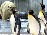 A Polar Bear Watches from His Enclosure While Some King Penguins Walk by at the Zoo