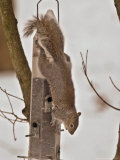 A Hungry Gray Squirrel Checks out a Bird Feeder as It Looks for Something to Eat