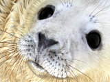 Nahia, a Five-Day-Old Grey Baby Seal