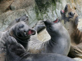 A Herd of Elephant Seals Lounge