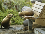 A Sea Lion Rests on a Park Bench at Breakwater Cove