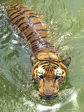 A Royal Bengal Tiger