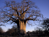 Buy Near Gweta Baobab Tree in Evening with Dried Pods Hanging from Branches, Botswana at AllPosters.com