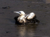 An Oil-Covered Bird