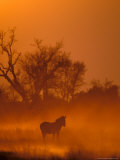 Burchell's Zebra at Sunset, Okavango Delta, Botswana