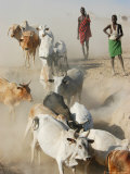 Buy Nyangatom Herdsmen Leading Cattle over Arid Plain to Omo River, Omo River Valley, Ethiopia at AllPosters.com