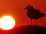 A Gull Perches on a Concrete Piling at Cleveland's North Coast Harbor