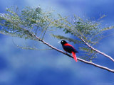 A Maroon Oriole Rests on a Branch