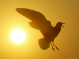 A Seagull Flies as the Sunsets Over the River Ganges