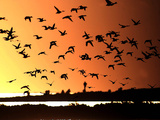 A Flock of Waterfowl