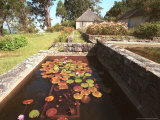 A Cabin at Cinchona Gardens with Floral Ponds
