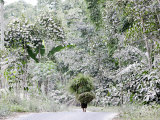 Buy An Indonesian Woman Carries a Load of Grass for Her Livestock Past Foliage Dusted with Volcanic Ash at AllPosters.com
