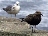 An Oil-Soaked Seagull Stands Next to an Unaffected One