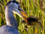 A Great Blue Heron Spears its Dinner While Hunting