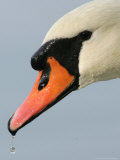 A Swan Swims at Ada Ciganlija Lake in Belgrade