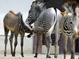 Zebras in the Berlin Zoo Enjoys Bright Sunshine
