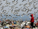 Birds Fly as a Girl Walks Through a Pile of Garbage on a City Dump on the Outskirts of Belgrade