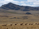 Buy Protected Vicunas, Run on an Andean Plain Near Ayacucho at AllPosters.com