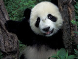 Buy Panda Cub with Tree, Wolong, Sichuan Province, China at AllPosters.com