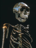 Lake Turkana Boy, National Museums, Nairobi, Kenya