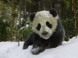 Panda Cub on Tree in Snow, Wolong, Sichuan, China