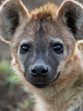 Young Spotted Hyena, Tanzania