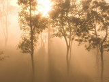 Buy Mist in Tropical Rainforest, Thailand at AllPosters.com