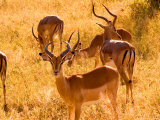Buy Close-up of Impala, Kruger National Park, South Africa at AllPosters.com