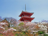 Buy Cherry Blossom, Kyoto, Japan at AllPosters.com
