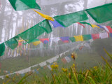 Praying Flags in the Dochula Pass, Between Wangdi and Thimphu, Bhutan