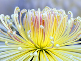 Chrysanthemum, Asakusa, Tokyo, Japan