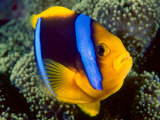 Anemonefish, Great Barrier Reef, Australia