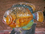 Buy Decorative Fish in a Park near Phuket, Thailand at AllPosters.com