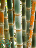 Buy Bamboo, Doi Suthep, Thailand at AllPosters.com